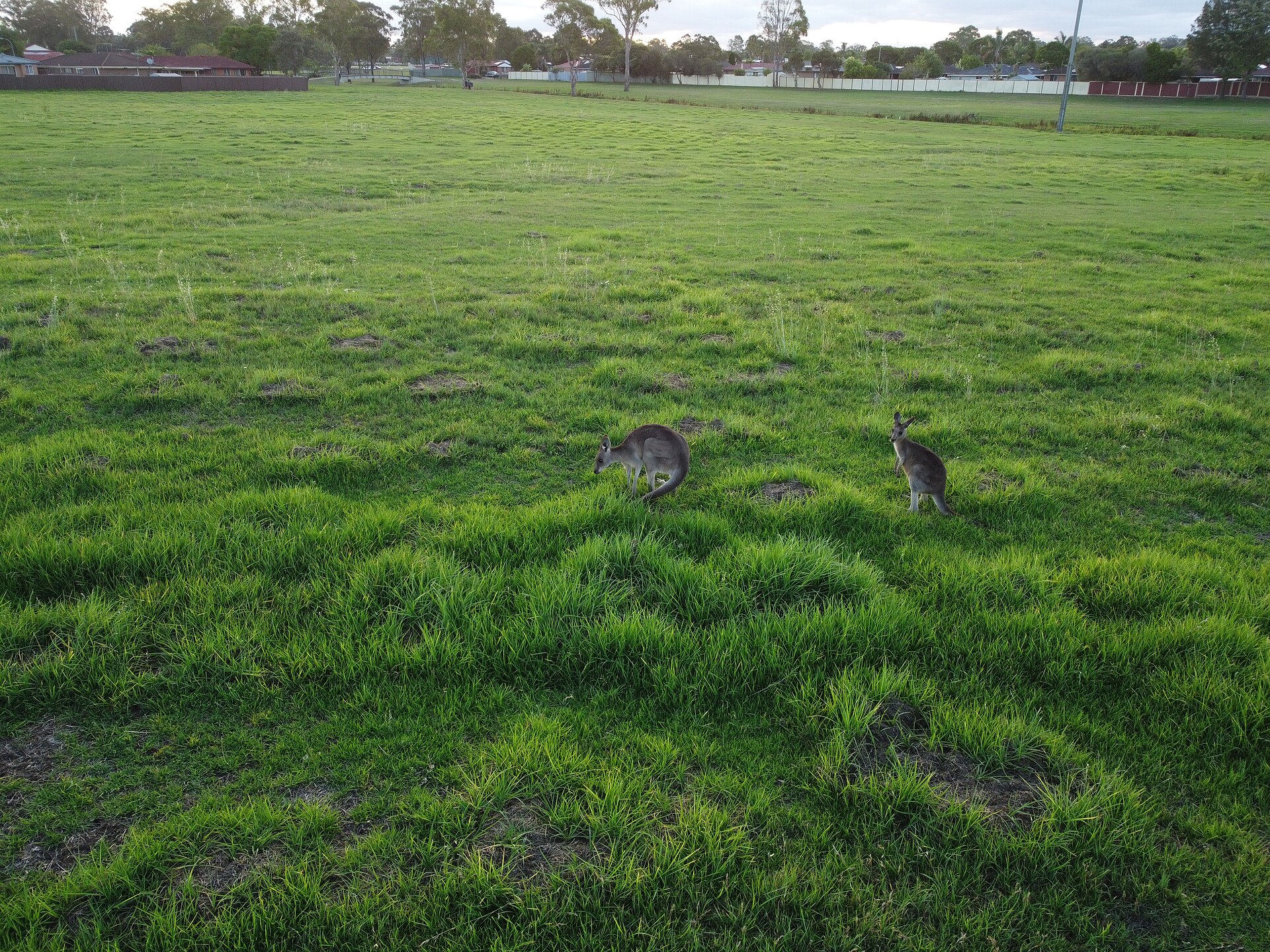 Kangaroos grazing on open grassland at Marsden Park in north-western Sydney